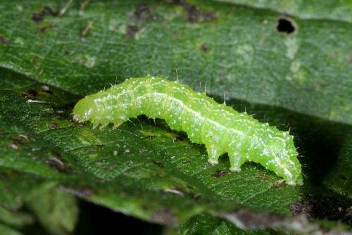 Réf. 294 058 : Diachrysia chrysitis